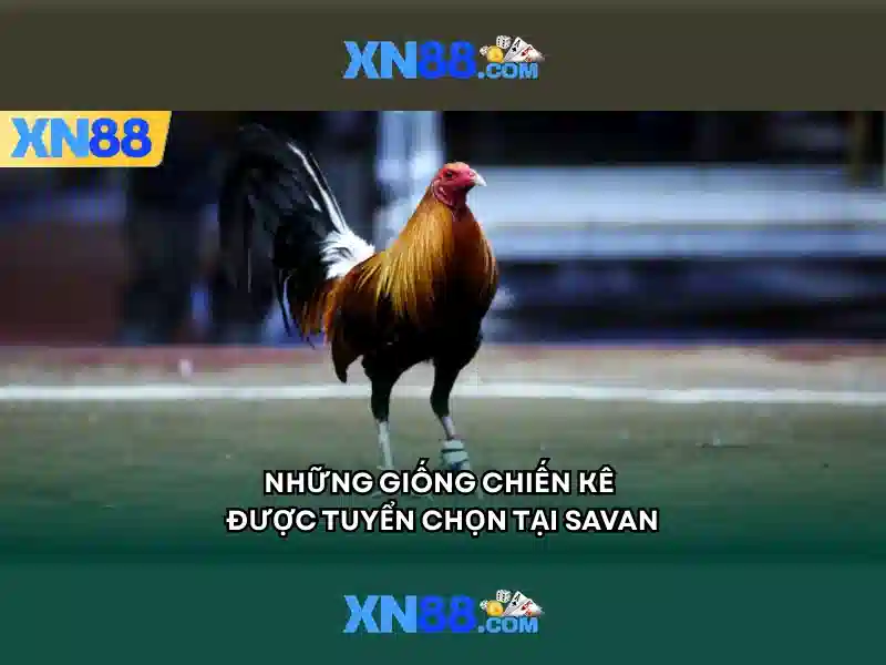 Lịch sử và nguồn gốc của xn88