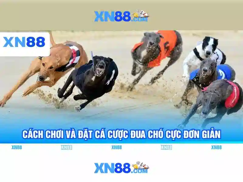 Sản phẩm và dịch vụ cốt lõi liên quan đến ap xn88