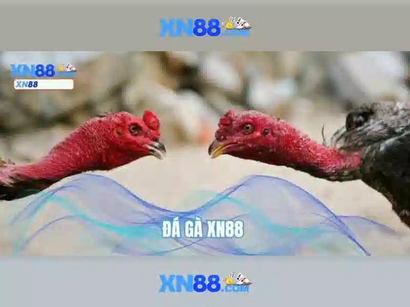 XN88: Nền tảng cược trực tuyến đáng tin cậy